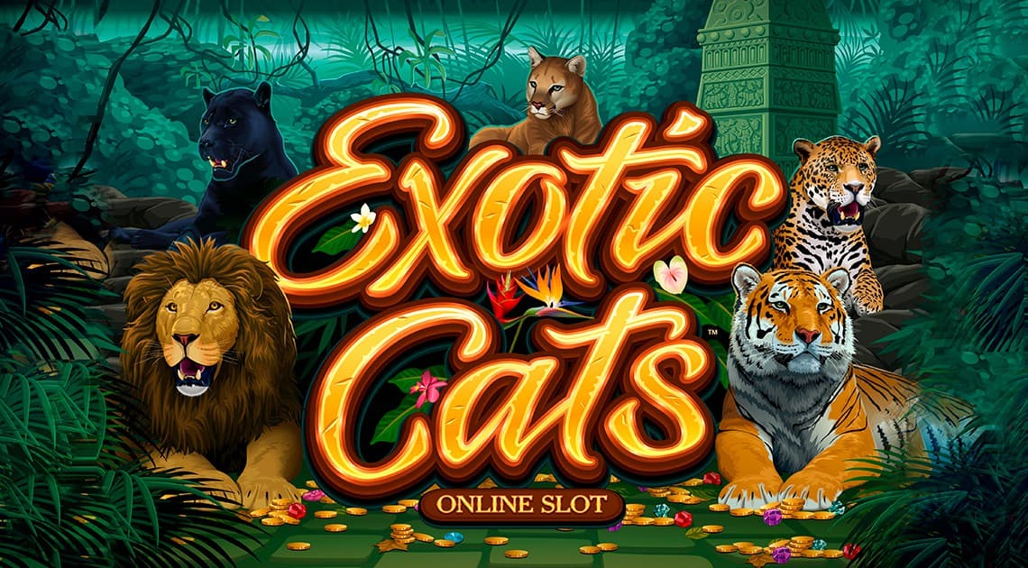 Exotic Cats. Полный обзор.